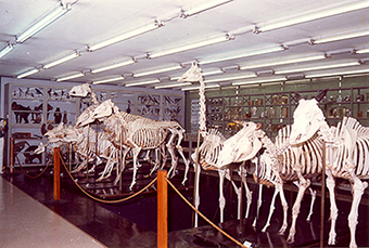 Década de 1990.