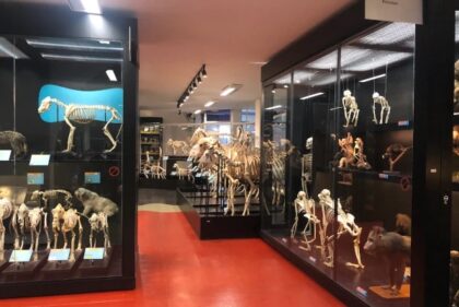 Conjunto osteológico, com destaque para as vitrinas de primatas e canídeos em primeiro plano. Fotografia: Mauricio Candido da Silva